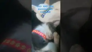 CUTE COLLARS FOR MY KITTIES #cute #catlover #animals #cat #kitten #acecat #catcute #catvlogs #ourcat