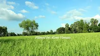 Field moments 106 || Cambodia green rice field landscape