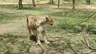 Nahargarh Lion Safari Jaipur | Travel Explorer Hub | Neeraj Mewara Vlog