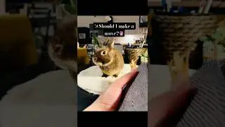 📽️Brownie-Bunny Draws a Card🐰🔮🎞️ #tarot #bunny #cute #tarotreading #tarotreader