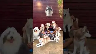 Best Dog Cafe | Husky Wonderland| Bangkok | Thailand 🇹🇭 I #YouTubeShorts