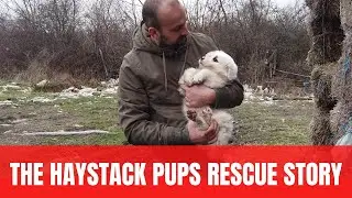 The Haystack Pups Rescue Story