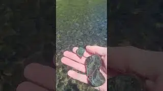 Oregon Jade 💎 in the river!!! #rockhounding #crystals #gems #outdoors @loriantrees