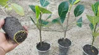 Cara stek batang nangka cepat tumbuh akar