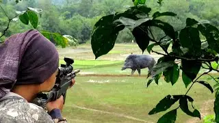 BABI‼️ MELINTASI PERSAWAHAN KETIKA BERBURU DI KEBUN DURIAN