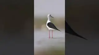 Black Winged Stilt Bird