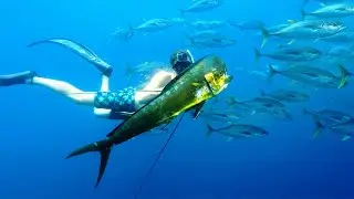 What Is This Place? TROPHY Spearfishing EVERYWHERE!
