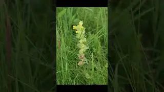 погремок большой и малый ,  петушиный гребешок