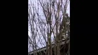 Lagerstroemia - Crape Myrtle Pruning