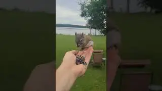 Squirrel Chilling On Hand