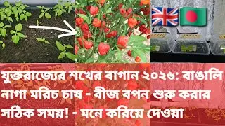 UK Hobby Gardening 2026: Growing Bengali Naga Chilli - The RIGHT Time to Start Seeds! - Reminding