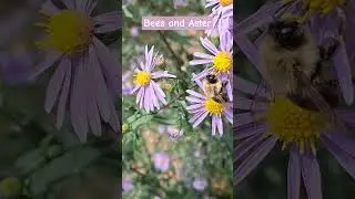 Just bees and flowers #urbanecology #bumblebee #honeybee a lil music too