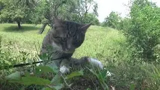 Purring through the wilderness with style 🐾🥾