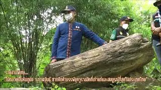ไม้กลายเป็นหินภูปอ จังหวัดกาฬสินธุ์ ซากดึกดำบรรพ์ยุคจูราสสิค