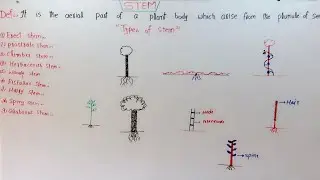Stem And It's Types In Hindi/Urdu.