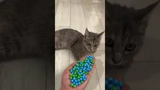 Soft Reverse Cat Beads ASMR