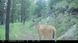 Trail Camera Footage From My 160 Acre Remote Property July 2024