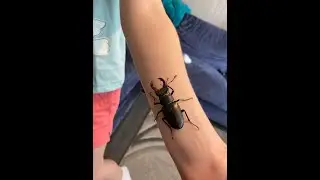 STAG BEETLE! WILL IT BITE?? IS IT SAFE??