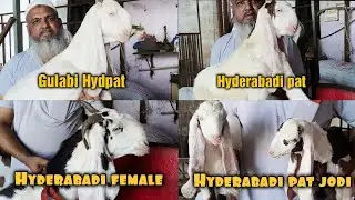 SK GOAT FARM , SURAT || HYDPAT & HYDERABADI PAT