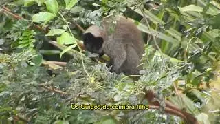 Conhece o Macaco-guig&oacute;-de-coimbra-filho? (Callicebus coimbrai)
