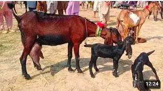 Bakra Mandi me bote kobsrte bacho wale saste janwar amritsari beetle a plus quality Zafar Bakra TV 