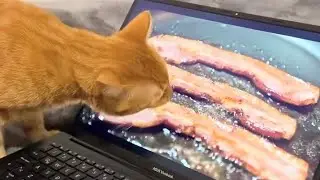 CATS and DOGS BEING HILARIOUS - The Funniest 😂 Cats 🐈 and Dogs 🐶 on The Internet 