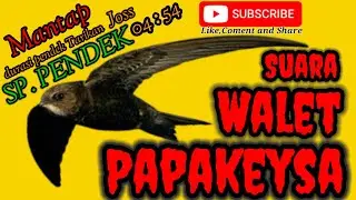 Suara Panggil Tarik Burung Walet Terbaru, SP PENDEK 04:54