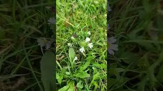 Eyebright