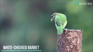 White-cheeked barbet | Nature Web
