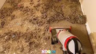 All of My Natural Dirt in the M&M Corner 🤤🔥 | Shark Deep Cleanup | NDQ 🦋