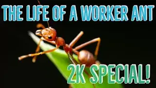 The Life Of A Worker Ant (2K special) Mini Documentary