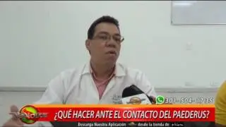 &iquest; QU&Eacute; HACEN ANTES EL COCTATO DEL PAEDERUS ?