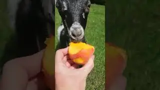 Is there anything cuter than a goat eating a peach? #cuteanimals #farmanimals #animals #homestead