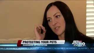 How to protect your pets from coyotes
