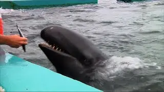 Marine Mammal Kina Highlights Captivity Dilemma