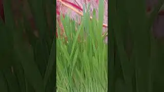 जय mata Rani Mata Rani ji ke jware🛕#viral #sorts #village #subscribe ❤️🙏