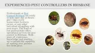 Experienced Pest Control Services | Pest Control Brisbane