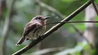 rusty-breasted nunlet, Nonnula rubecula, Mitu Birding, Mitu Nature, Amazonia