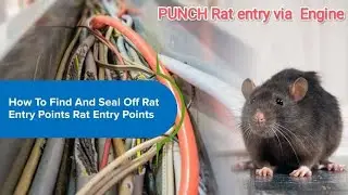 Tata Punch rat entry & Damage points through Engine compartment.
