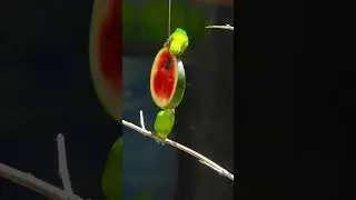 Hanging Parrot Care 101 Essentials for Beginners #PetBirdLove #NatureLover #ParrotBehavior #Birding