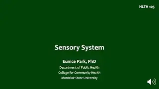 3 Sensory System