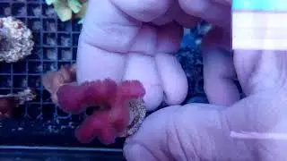 Stylophora pistillata pink-5 coral gandalf