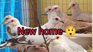 Beautiful diamond dove pair for new home | diamond dove beautiful breeding setup 