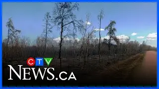 Wildfire evacuation alerts in place in Alberta