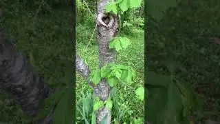 Mindful nature walk