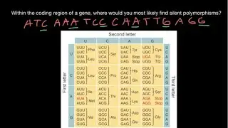 Silent (synonymous) mutations of a gene explained