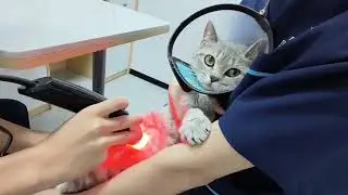 A Case of Laser Therapy for Treating Cat Sterilization Wound #lasertherapy #lasertreatment