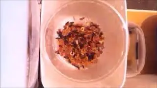 Dermestids Canada Mealworm Timelapses 2017 2019 #14,172 11