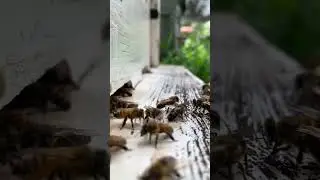 #beeslife #beekeeping #love