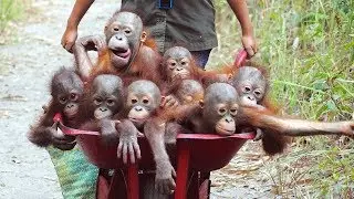 Orangutan - Funny Orangutans And Cute Orangutan Videos || NEW